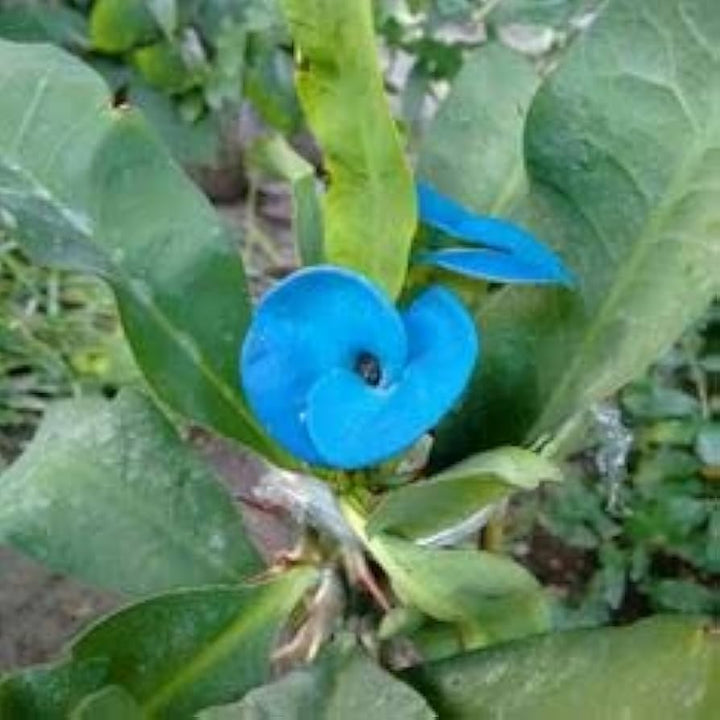 Heirloom Blue Euphorbia Flower Seeds for Planting - Non-GMO, High Germination Organic Decorative Garden Seeds