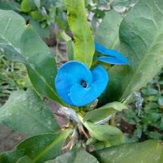 blue organic flower seeds