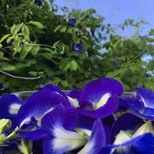 Flower Seeds, Seeds for Planting, Plant Seeds