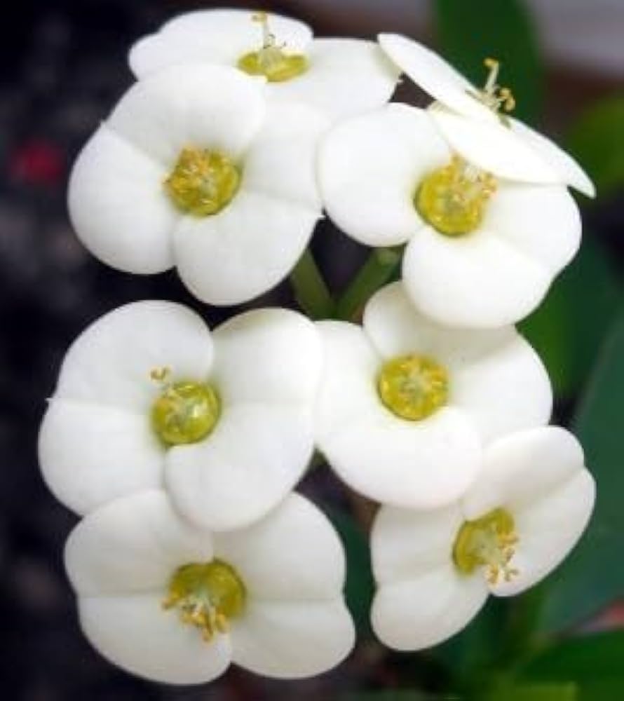 White Euphorbia Milii Flower Seeds for Planting - 100 pcs