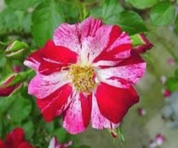 Flower Seeds, Seeds for Planting, Plant Seeds