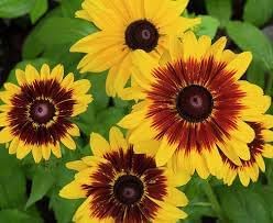 Flower Seeds, Seeds for Planting, Plant Seeds