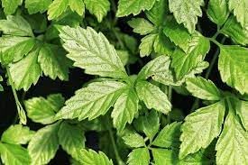 Flower Seeds, Seeds for Planting, Plant Seeds