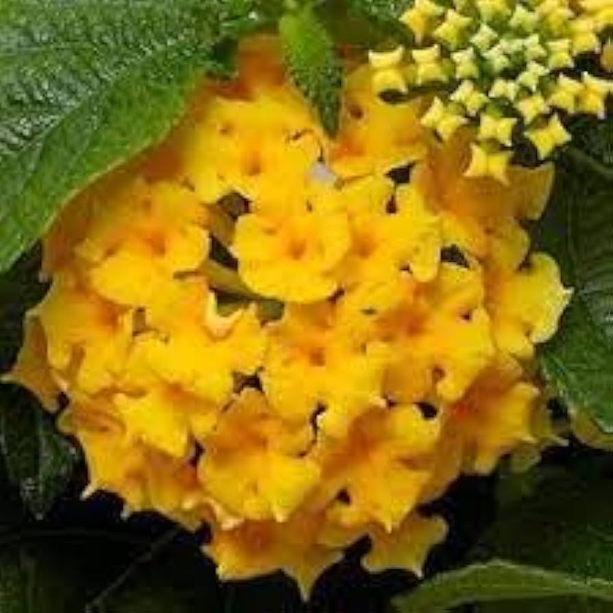 Heirloom Thick Yellow Hydrangea Flower Seeds – Non-GMO Seeds for Planting Vibrant Blooms