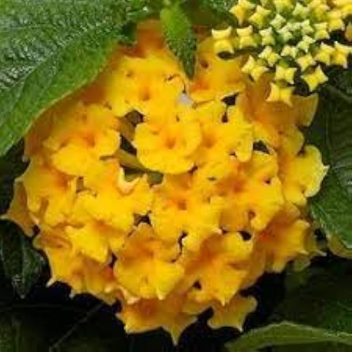 Heirloom Thick Yellow Hydrangea Flower Seeds – Non-GMO Seeds for Planting Vibrant Blooms