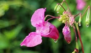 Flower Seeds, Seeds for Planting, Plant Seeds