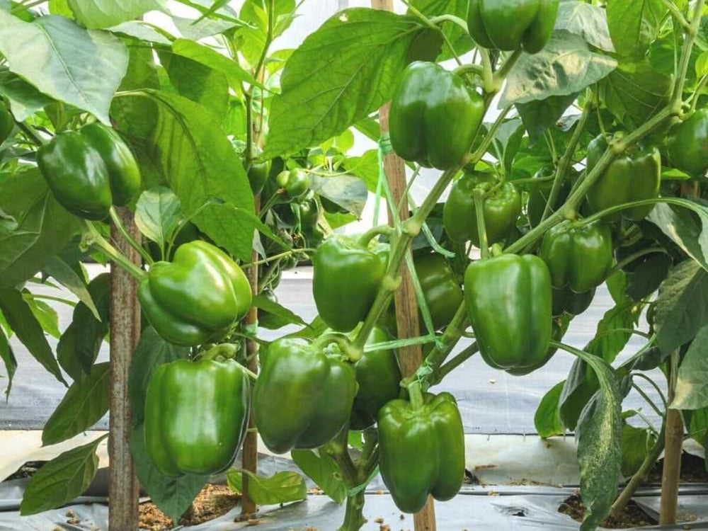 Capsicum Seeds for Gardening