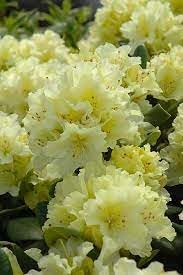 Flower Seeds, Seeds for Planting, Plant Seeds