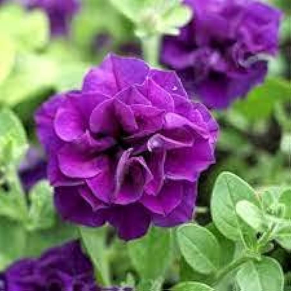 Fresh Double Petunia Seeds for Planting, Blue 100 pcs