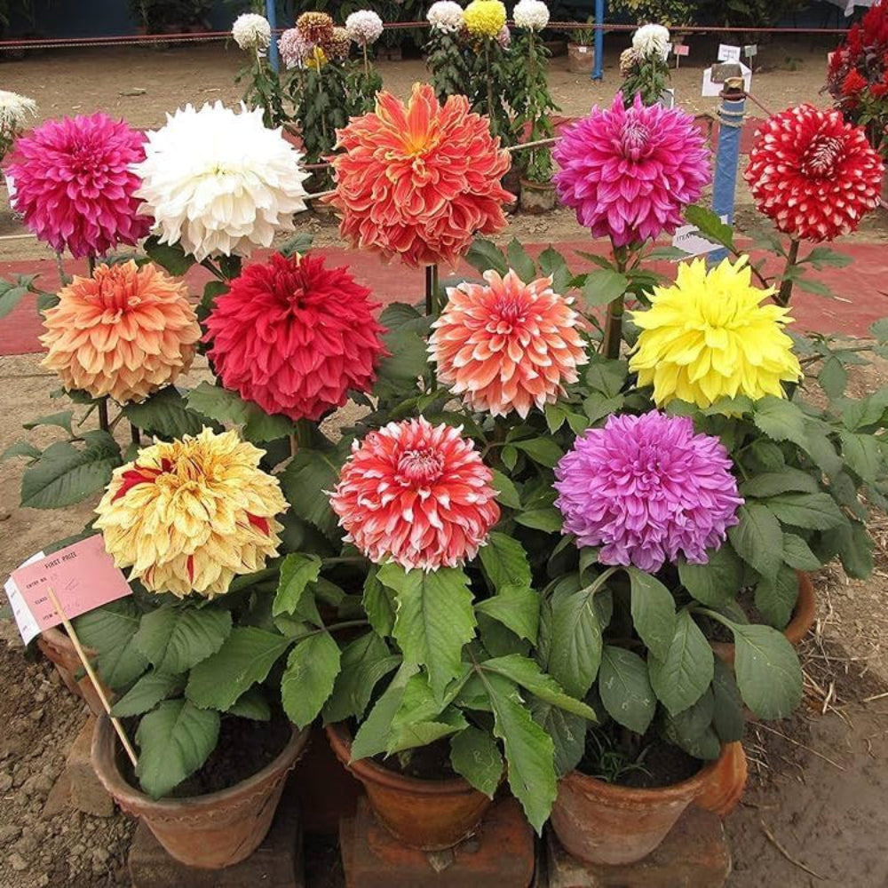 tomo pilot flower seeds