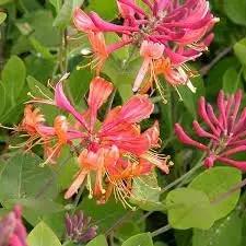 honeysuckle vine flower seeds