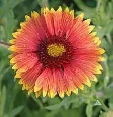 indian blanket flower seeds