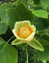tulpenbaum flower flower seeds