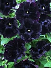 rugosa rose flower seeds
