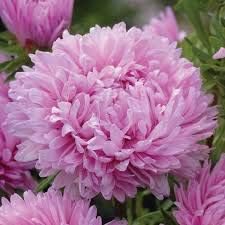 Flower Seeds, Seeds for Planting, Plant Seeds