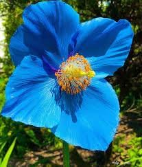 himalayan flower flower seeds