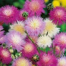 heirloom moschata flower seeds