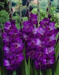 Flower Seeds, Seeds for Planting, Plant Seeds