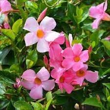 Flower Seeds, Seeds for Planting, Plant Seeds