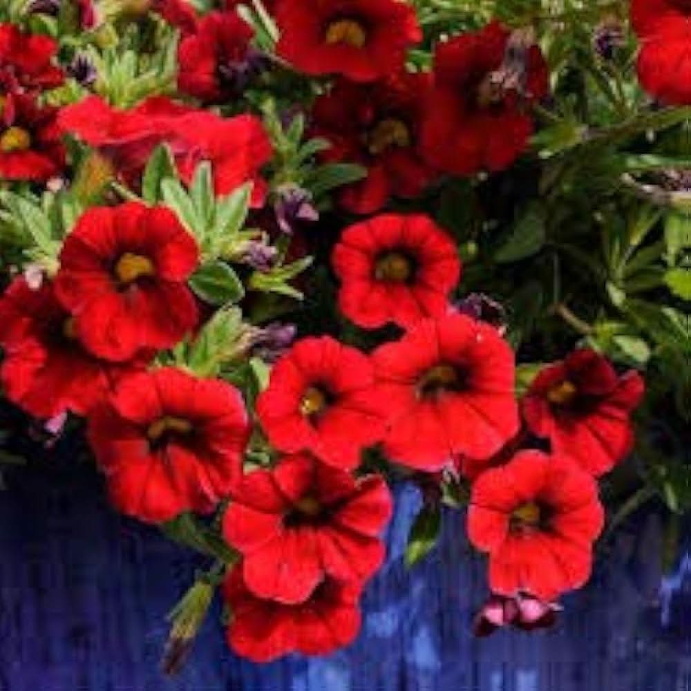 red crimson flower seeds