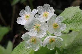 skeleton flower flower seeds