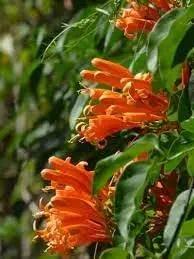 creeper flower flower seeds