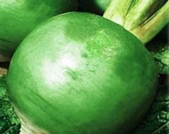 Green Radish Seeds for Planting