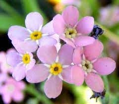 Flower Seeds, Seeds for Planting, Plant Seeds