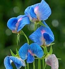 heirloom non flower seeds
