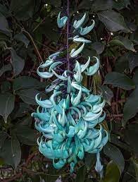 strongylodon flower flower seeds