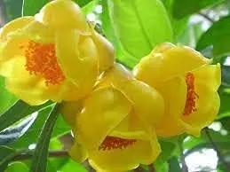 golden camellia flower seeds