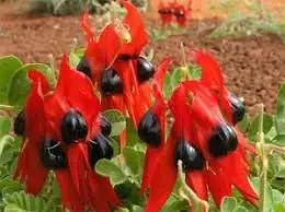 sturts desert flower seeds