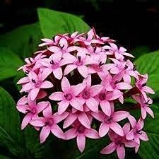 pentas plant seeds Pentas Lanceolata Seeds – Heirloom Non-GMO – Neeraseeds