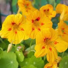 Heirloom Non-GMO Yellow Nasturtium Flower Seeds for Planting