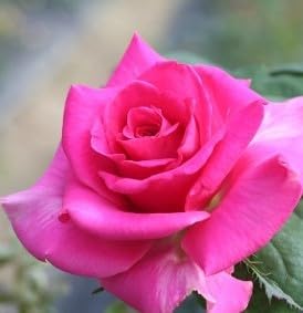 Flower Seeds, Seeds for Planting, Plant Seeds