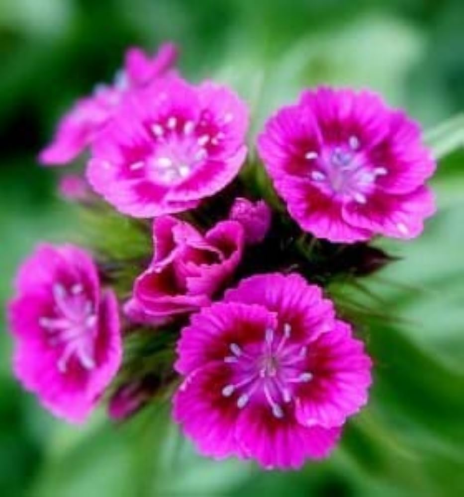 biennial flower seeds Heirloom Non-GMO Pink William Flower Seeds for Planting – Fragrant Biennial Organic Garden Seeds