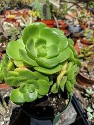 Flower Seeds, Seeds for Planting, Plant Seeds