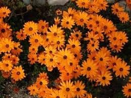 organic cape flower seeds