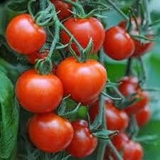 Heirloom Bucks County Tomato Vegetable Seeds for Planting