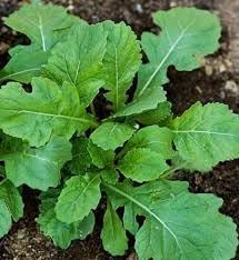 Vegetable Seeds, Seeds for Planting, Plant Seeds