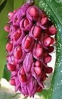 magnolia flower flower seeds