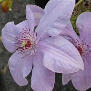heirloom non flower seeds