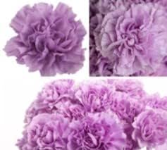 Flower Seeds, Seeds for Planting, Plant Seeds