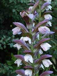 acanthus mollis flower seeds