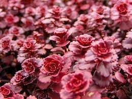 heirloom stonecrop flower seeds