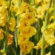gladiolus flower flower seeds