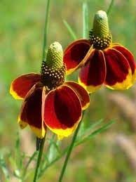 Flower Seeds, Seeds for Planting, Plant Seeds