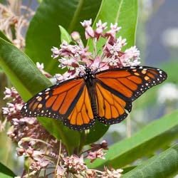 Flower Seeds, Seeds for Planting, Plant Seeds