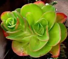 green echeveria flower seeds