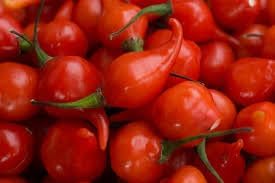 Peppers Mata Frade Vegetable Seeds for Planting
